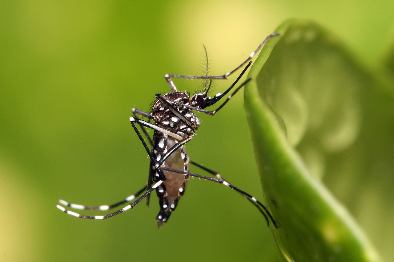 Apsa faz campanha de prevenção ao mosquito Aedes Aegypti