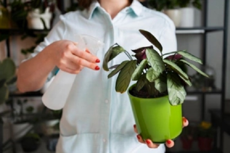 Saiba como cuidar das plantas corretamente