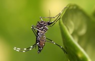 Apsa faz campanha de prevenção ao mosquito Aedes Aegypti